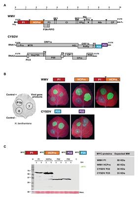 The P1 Protein of Watermelon mosaic virus Compromises the Activity as RNA Silencing Suppressor of the P25 Protein of Cucurbit yellow stunting disorder virus